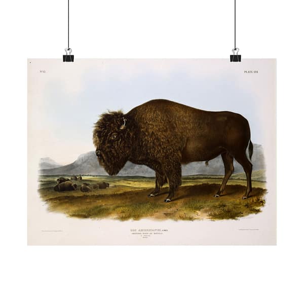 9844884556860377310_2048.jpeg Bos Americanus, American Bison or Buffalo, plate 56 – John James Audubon (1845) – Natural History Poster Print