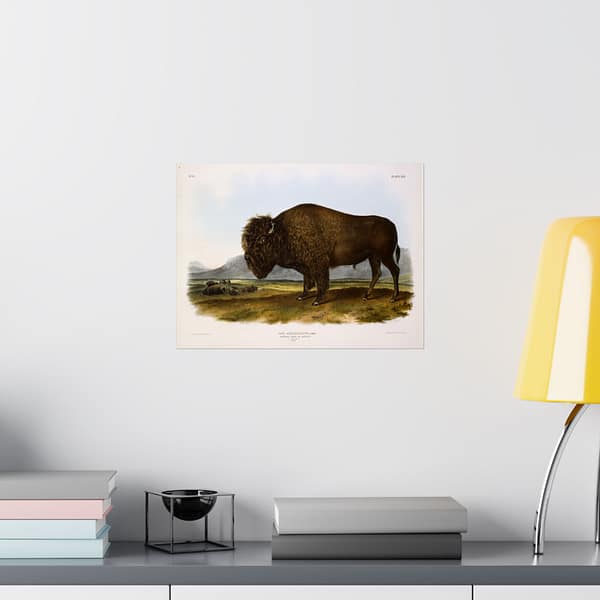 9906976806501656844_2048.jpeg Bos Americanus, American Bison or Buffalo, plate 56 – John James Audubon (1845) – Natural History Poster Print