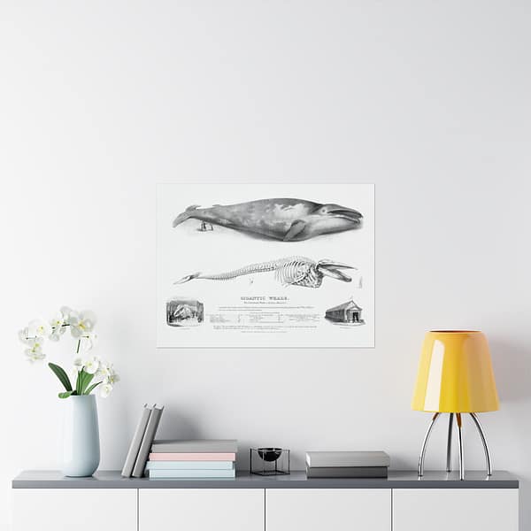 11230347489403228712_2048.jpeg Gigantic Whale - The Greenland Whale (or Baloena Musculus) - George Johann Scharf (1832) - Vintage Lithograph Poster Print