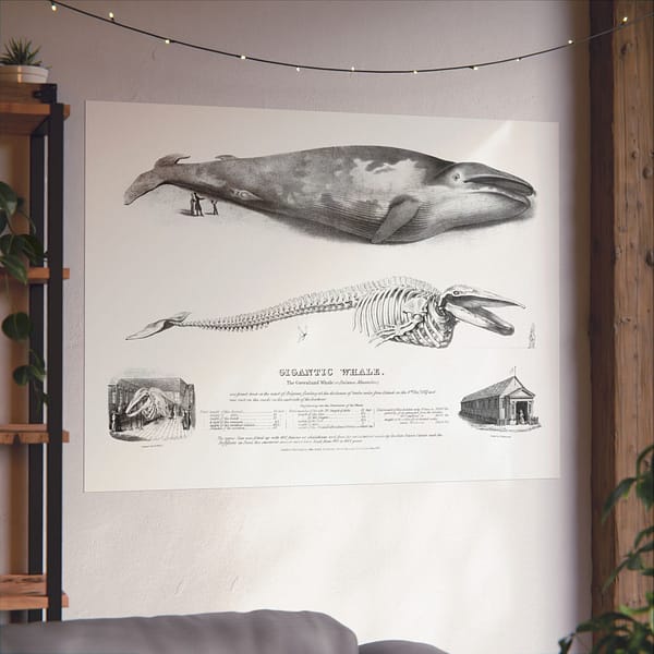 12233865348774844944_2048.jpeg Gigantic Whale - The Greenland Whale (or Baloena Musculus) - George Johann Scharf (1832) - Vintage Lithograph Poster Print