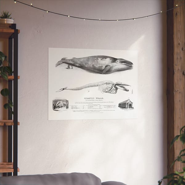 13474912663058715019_2048.jpeg Gigantic Whale - The Greenland Whale (or Baloena Musculus) - George Johann Scharf (1832) - Vintage Lithograph Poster Print