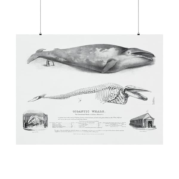 14647744851279526121_2048.jpeg Gigantic Whale - The Greenland Whale (or Baloena Musculus) - George Johann Scharf (1832) - Vintage Lithograph Poster Print
