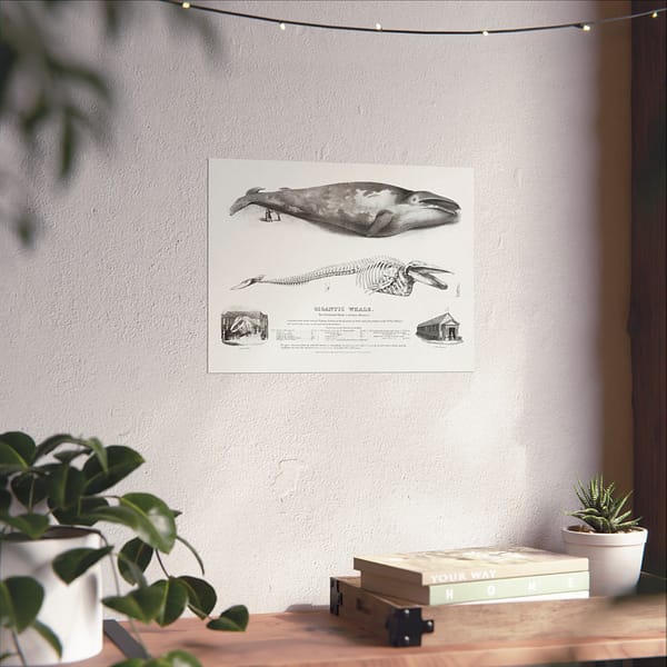 16815201836646247610_2048.jpeg Gigantic Whale - The Greenland Whale (or Baloena Musculus) - George Johann Scharf (1832) - Vintage Lithograph Poster Print