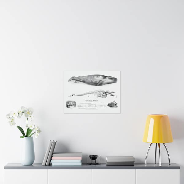 17667419378048928601_2048.jpeg Gigantic Whale - The Greenland Whale (or Baloena Musculus) - George Johann Scharf (1832) - Vintage Lithograph Poster Print