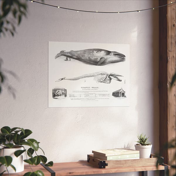 18045058278106132187_2048.jpeg Gigantic Whale - The Greenland Whale (or Baloena Musculus) - George Johann Scharf (1832) - Vintage Lithograph Poster Print