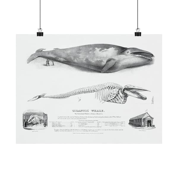 18046881452856329195_2048.jpeg Gigantic Whale - The Greenland Whale (or Baloena Musculus) - George Johann Scharf (1832) - Vintage Lithograph Poster Print