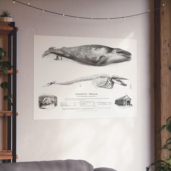 1833717015724110440_2048.jpeg Gigantic Whale - The Greenland Whale (or Baloena Musculus) - George Johann Scharf (1832) - Vintage Lithograph Poster Print
