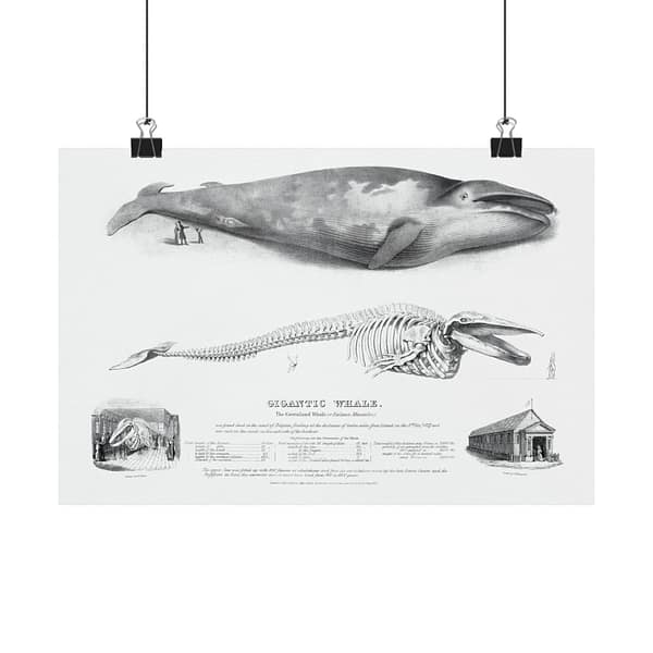 5867515254251091018_2048.jpeg Gigantic Whale - The Greenland Whale (or Baloena Musculus) - George Johann Scharf (1832) - Vintage Lithograph Poster Print