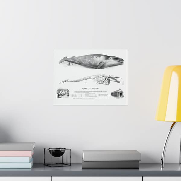 6747023704830720125_2048.jpeg Gigantic Whale - The Greenland Whale (or Baloena Musculus) - George Johann Scharf (1832) - Vintage Lithograph Poster Print
