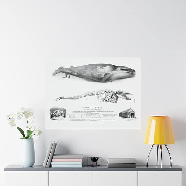 7082496508170141626_2048.jpeg Gigantic Whale - The Greenland Whale (or Baloena Musculus) - George Johann Scharf (1832) - Vintage Lithograph Poster Print