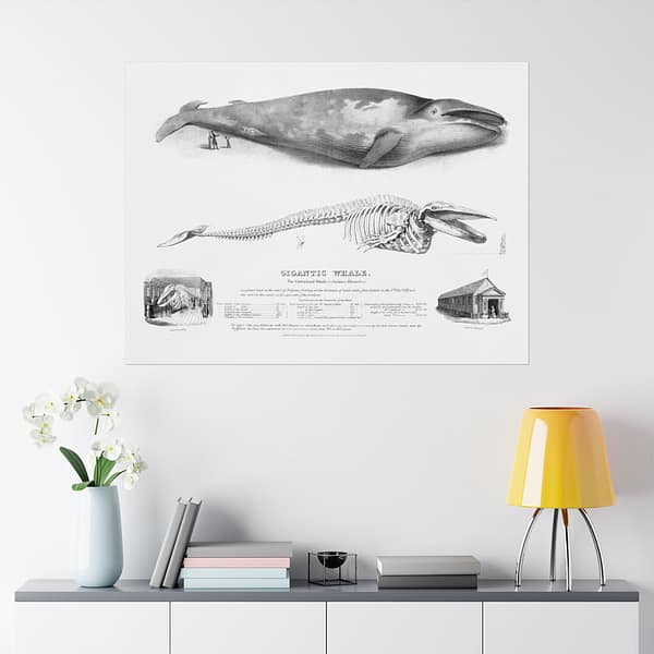 8558870343559005558_2048.jpeg Gigantic Whale - The Greenland Whale (or Baloena Musculus) - George Johann Scharf (1832) - Vintage Lithograph Poster Print