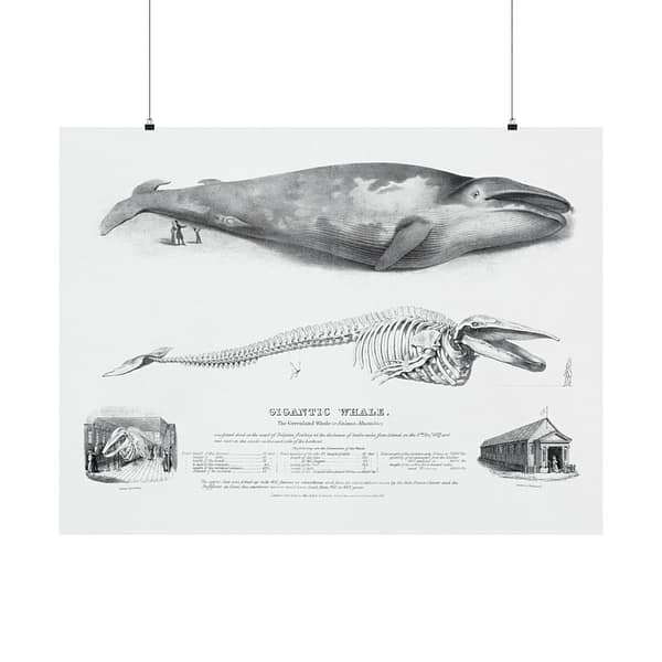 9420712622751436273_2048.jpeg Gigantic Whale - The Greenland Whale (or Baloena Musculus) - George Johann Scharf (1832) - Vintage Lithograph Poster Print